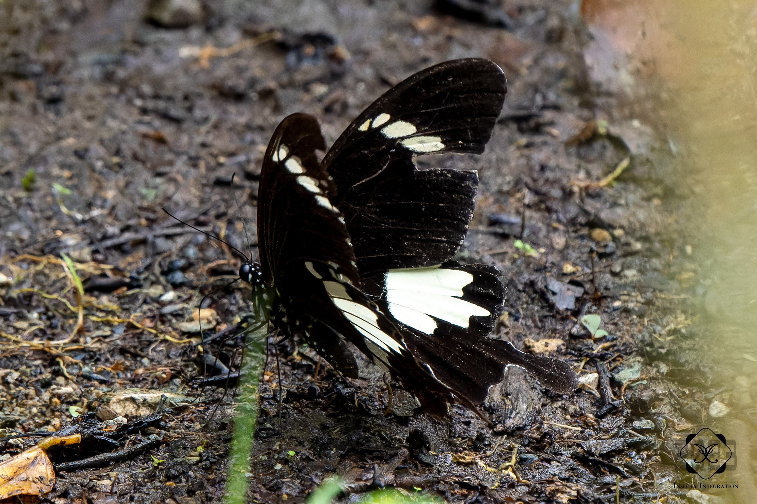 宽带凤蝶 Papilio nephelus HNH1