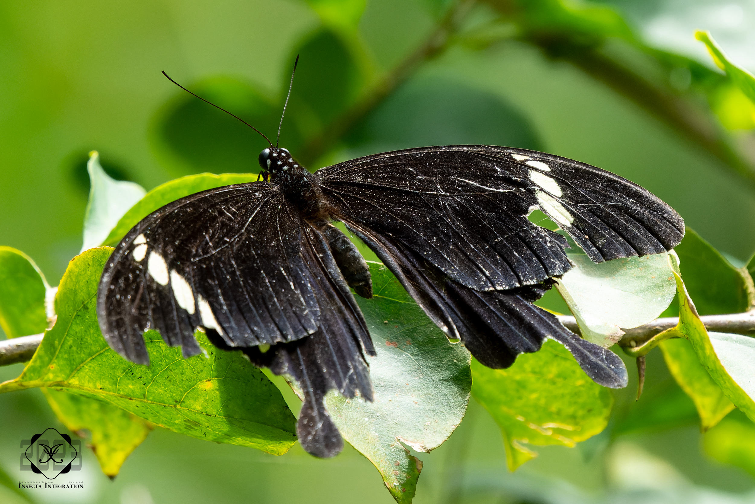 宽带凤蝶 Papilio nephelus HNH2