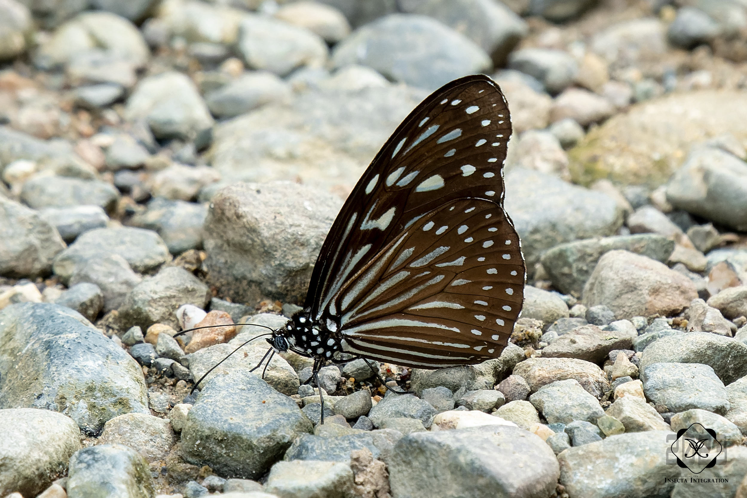 Read more about the article 旖斑蝶 Ideopsis vulgaris