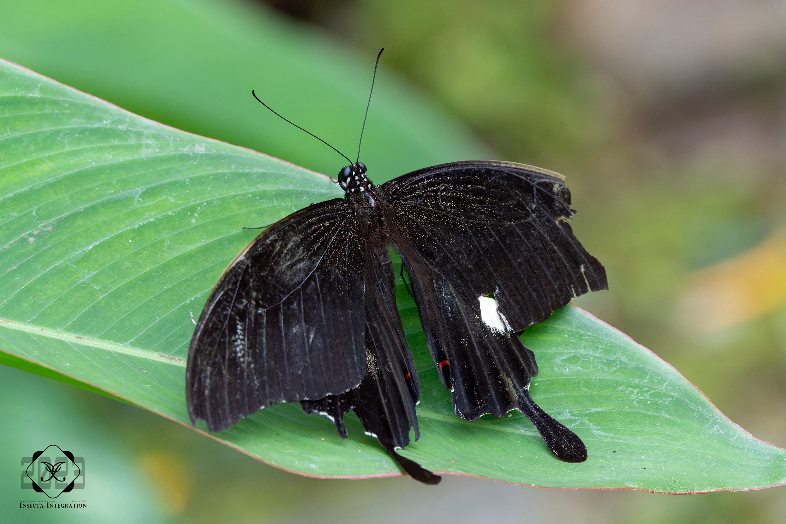 海美凤蝶 Papilio iswara HNH1