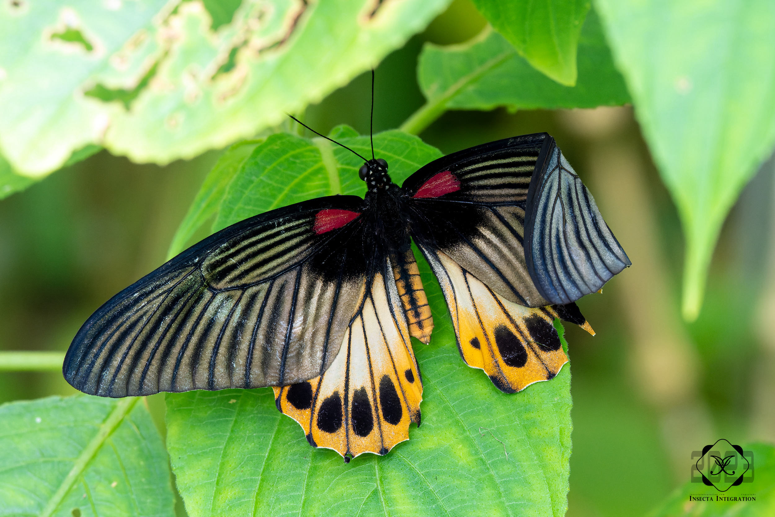 美凤蝶 Papilio memnon ♀ HNH1
