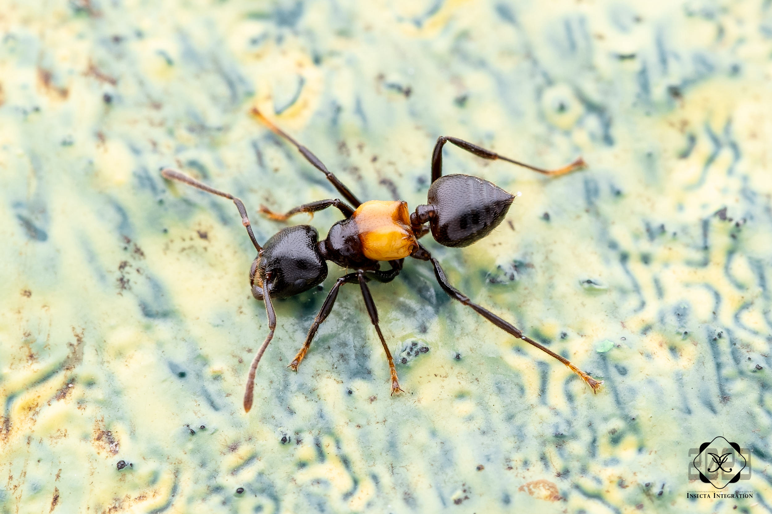 Read more about the article 膨胸举腹蚁 Crematogaster inflata