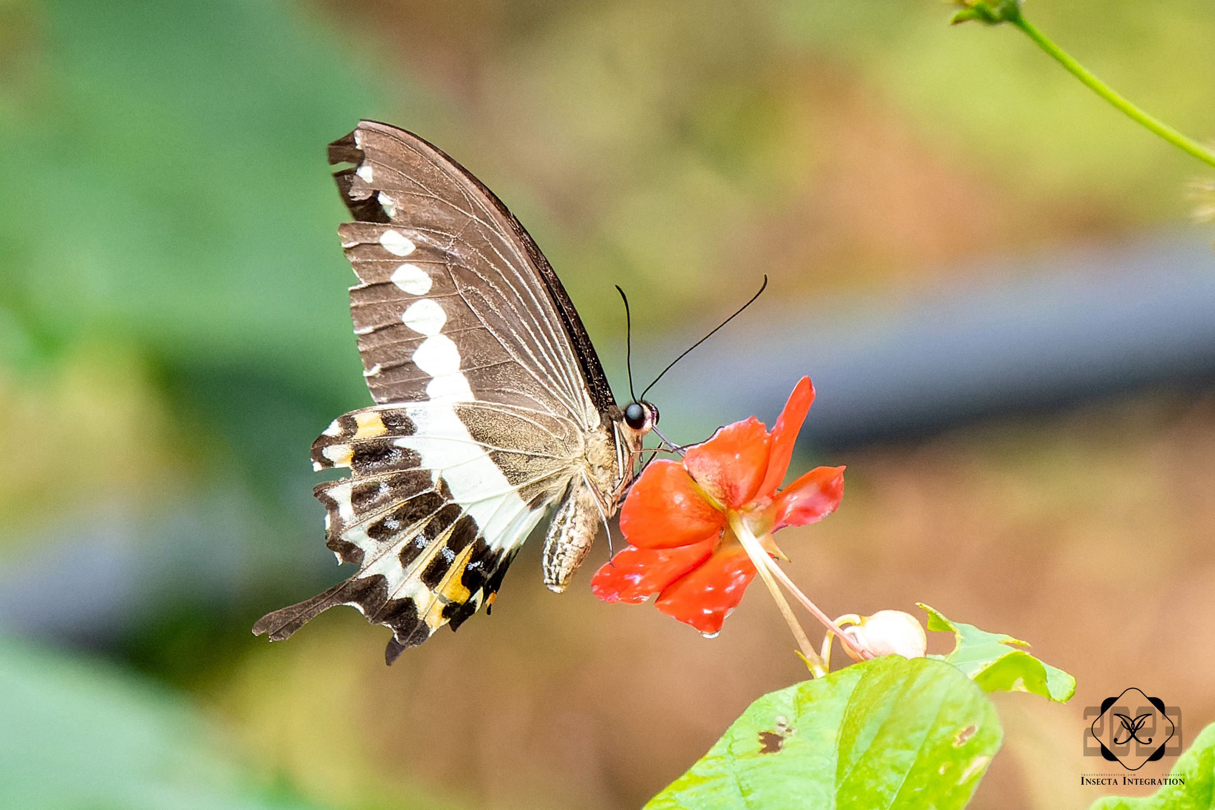 金带美凤蝶 Papilio demolion HNH1