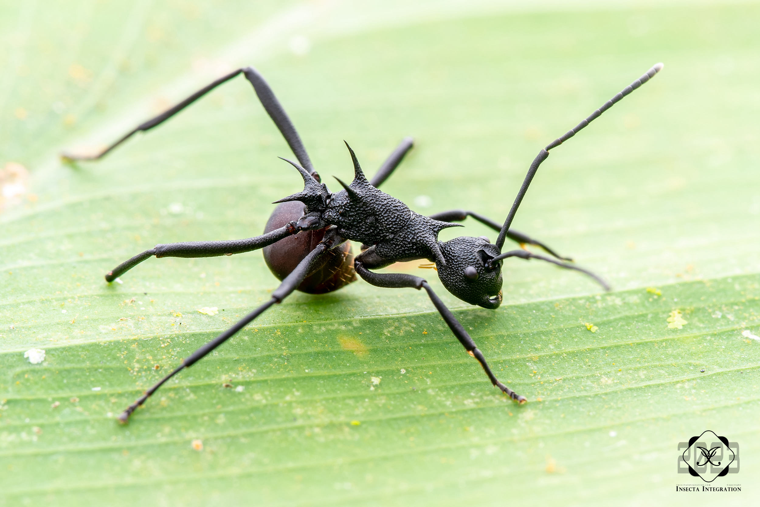 Read more about the article 阿玛多刺蚁 Polyrhachis armata