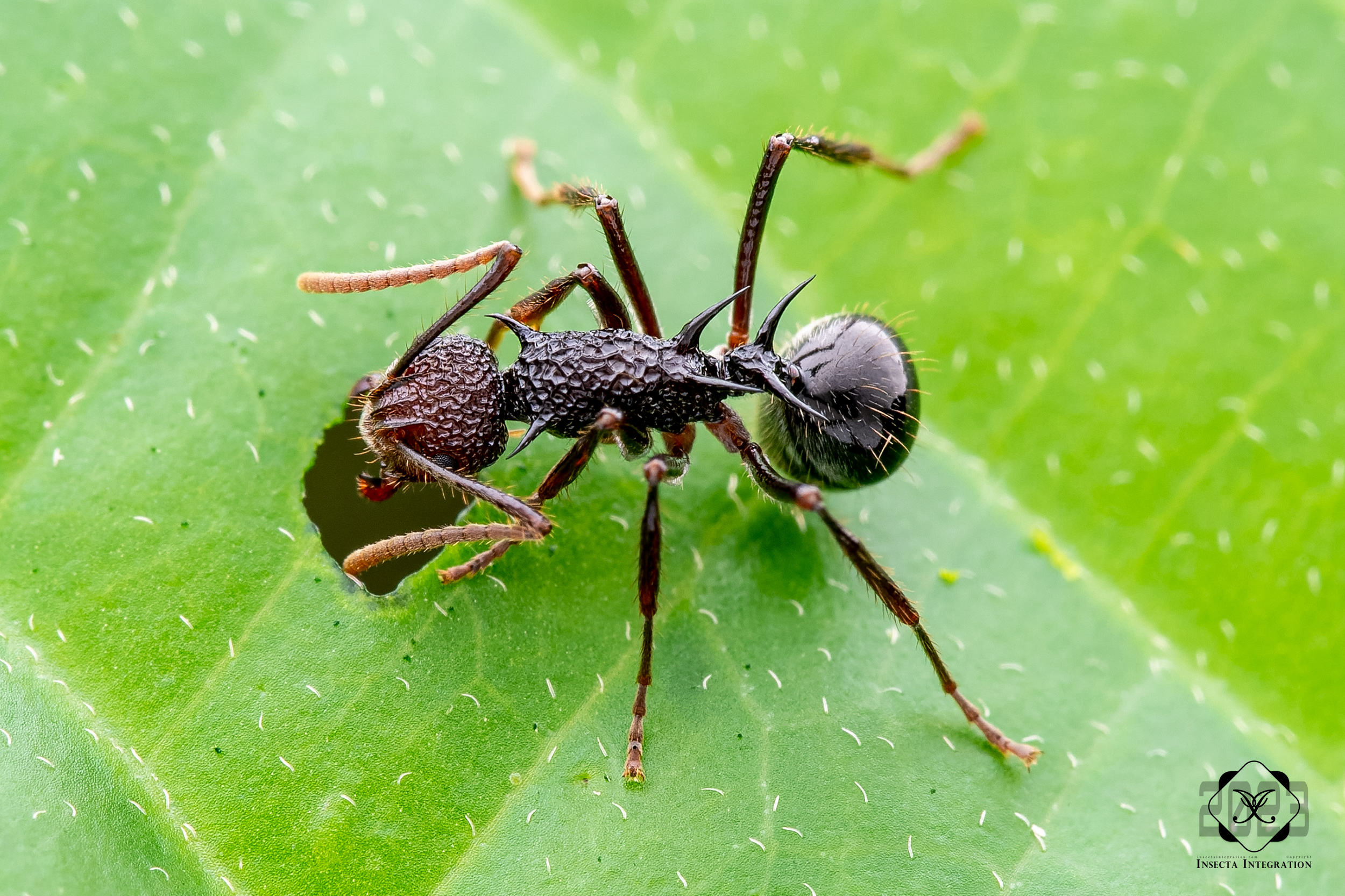 Read more about the article 红足多刺蚁 Polyrhachis rufipes