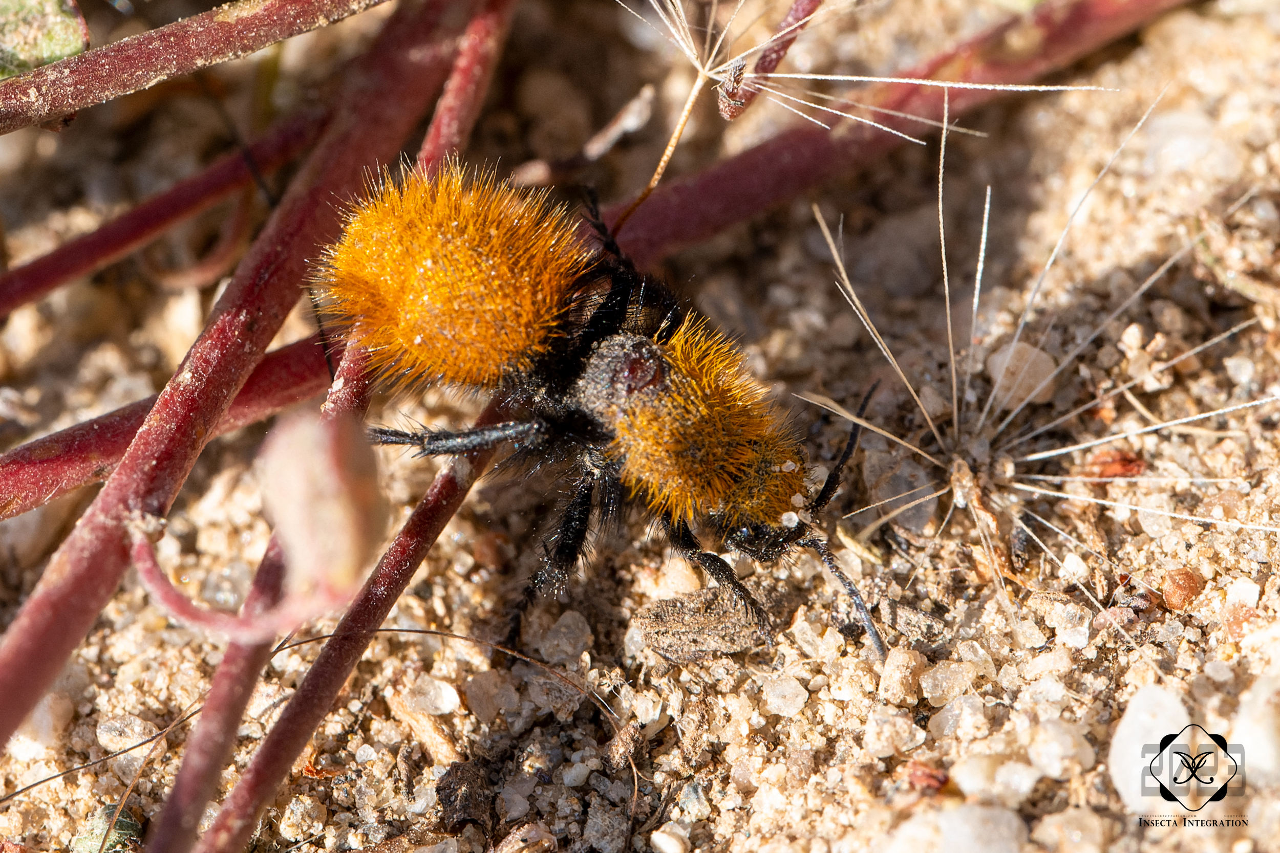 加州毛蚁蜂 Dasymutilla californica ♀ HNH1