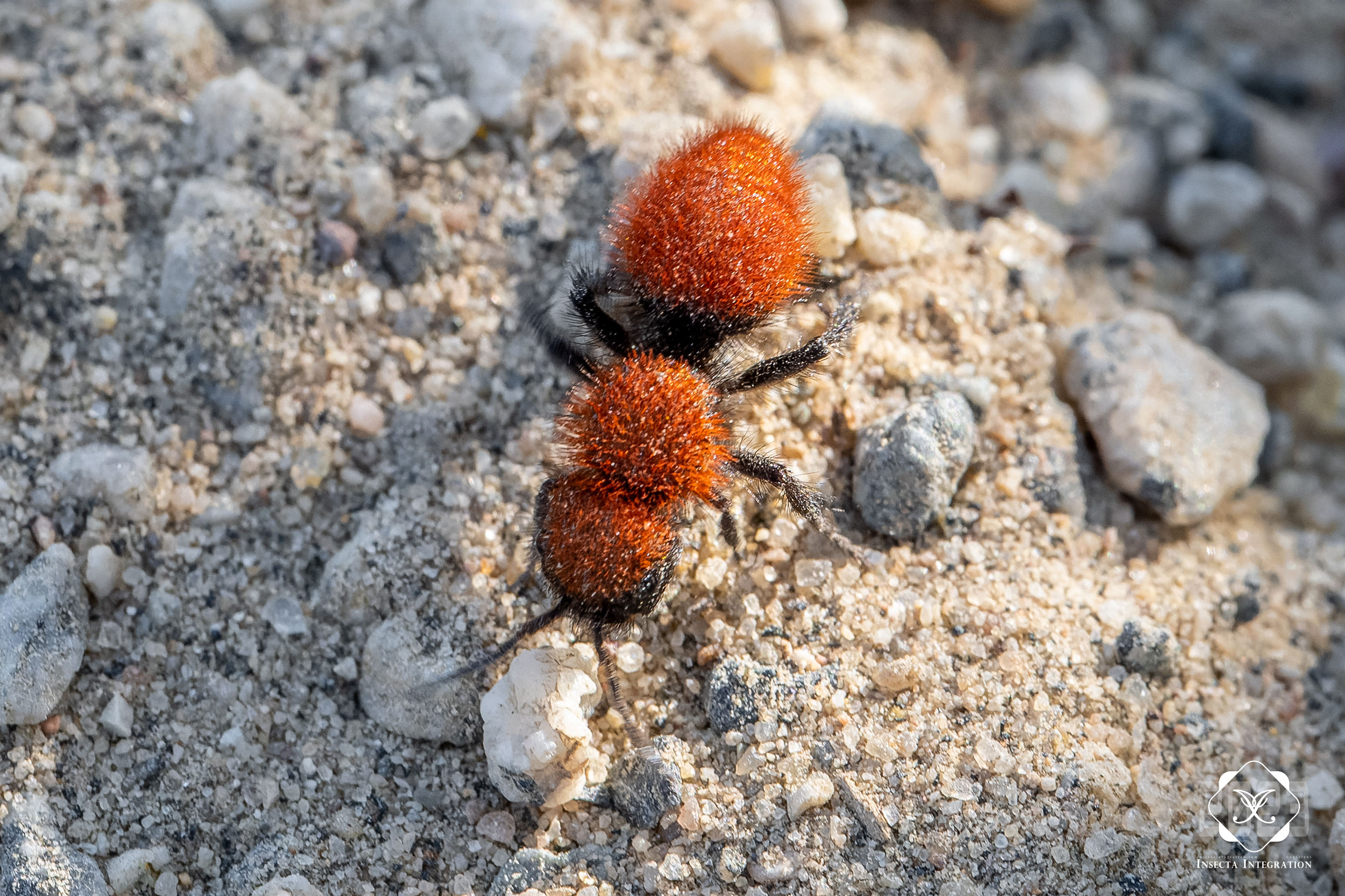 金黄毛蚁蜂 Dasymutilla aureola ♀ HNH2