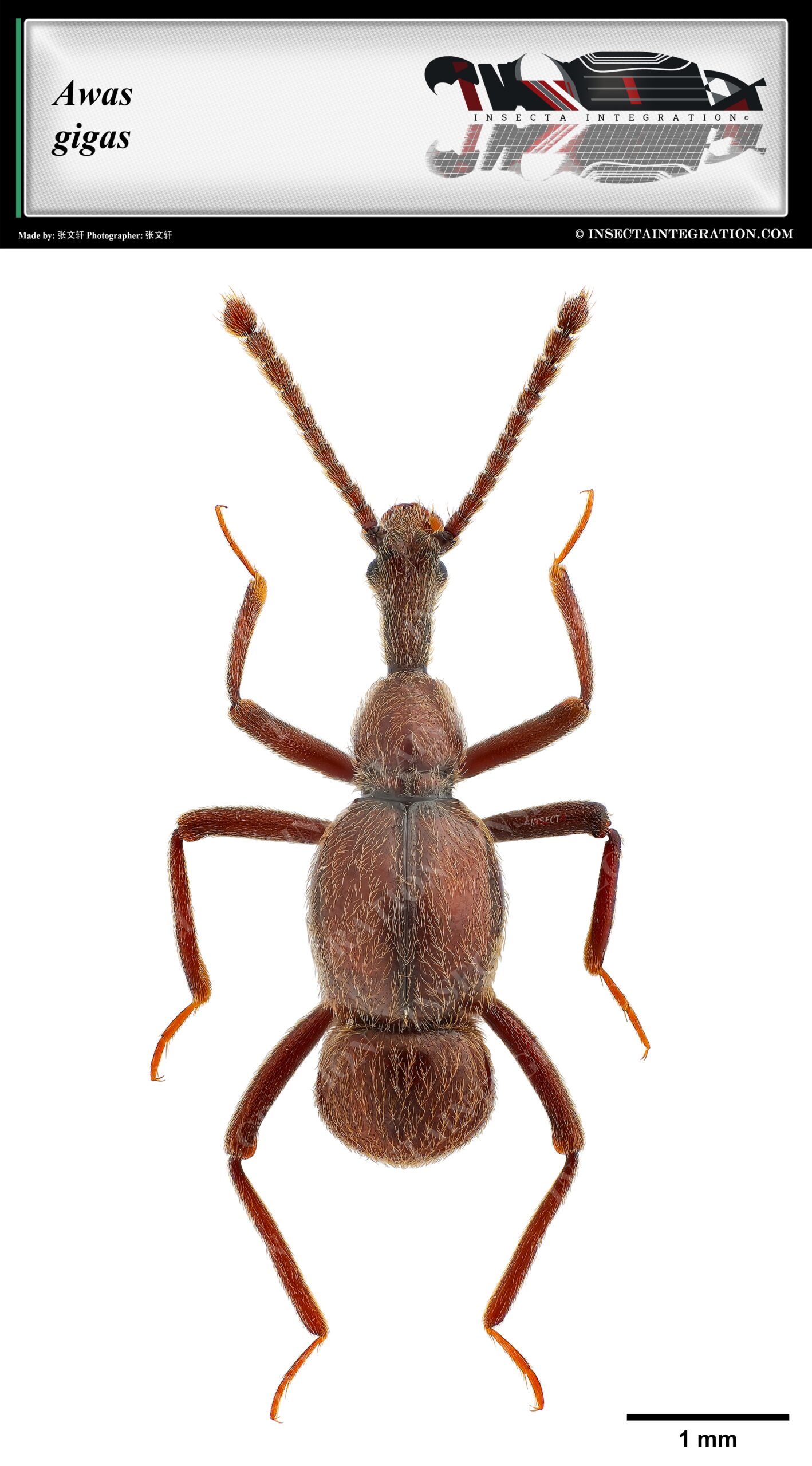 巨长颈蚁甲 Awas gigas ♀ SI1 [D]