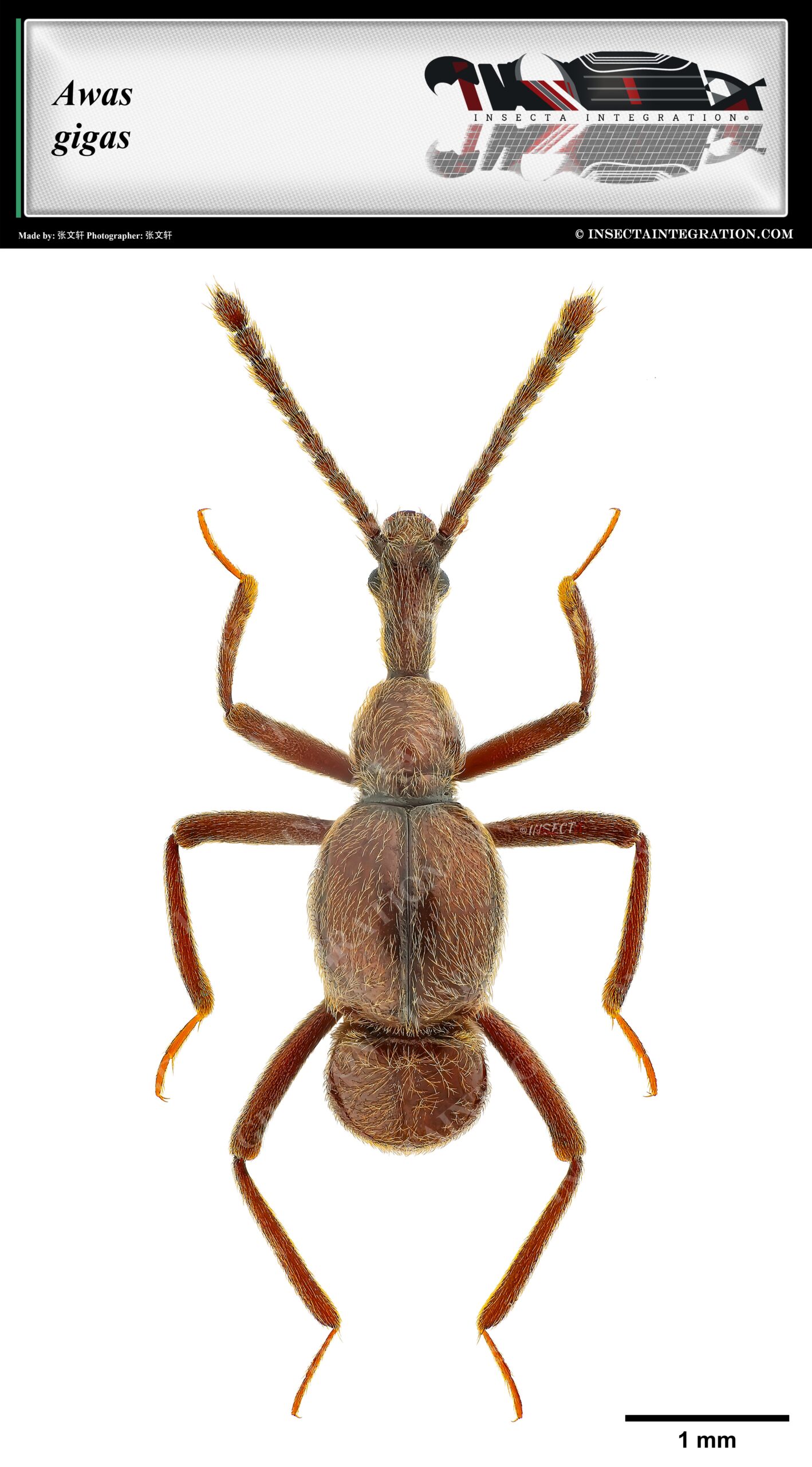 Read more about the article 巨长颈蚁甲 Awas gigas