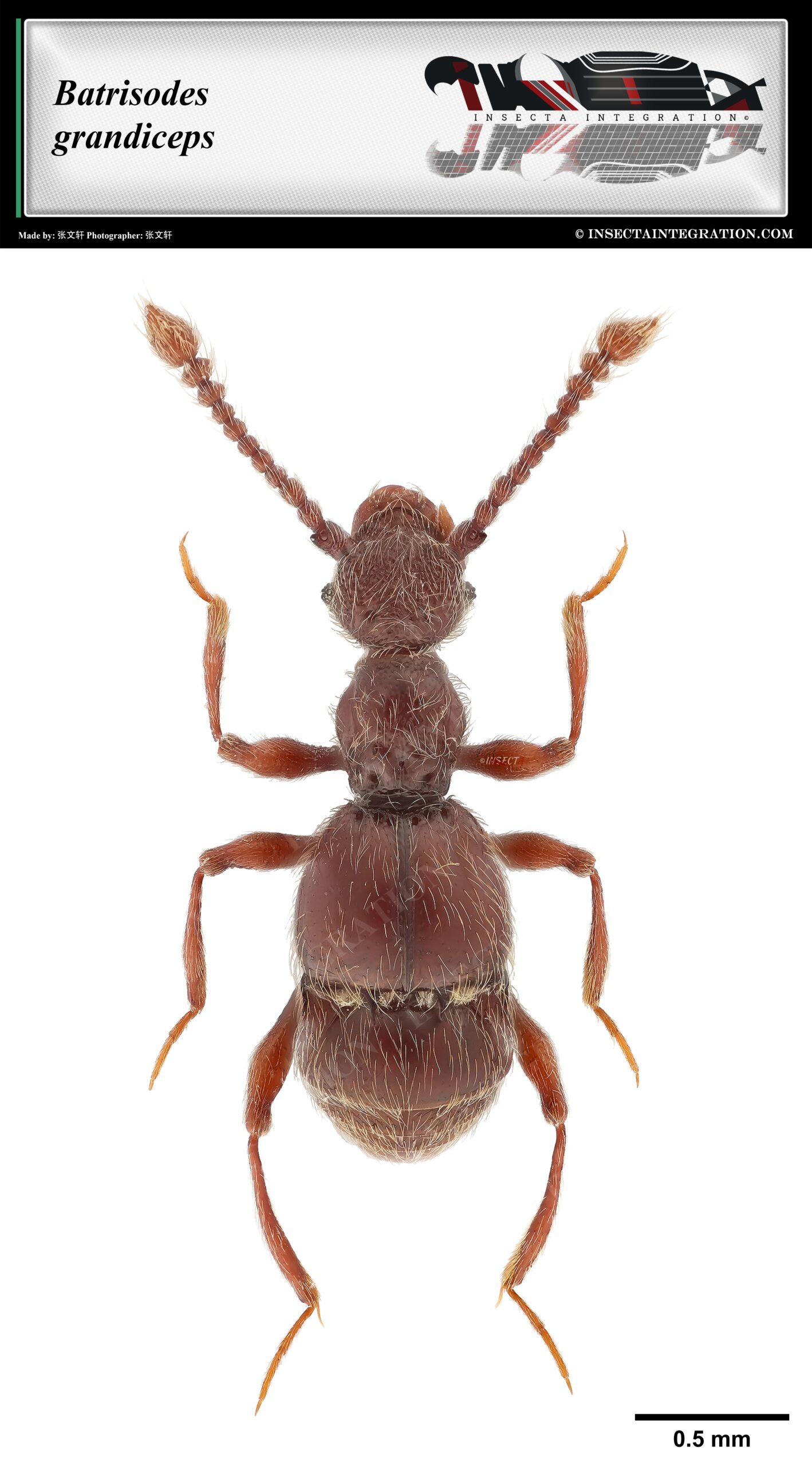 巨首鬼蚁甲 Batrisodes grandiceps ♀ SI1 [D]