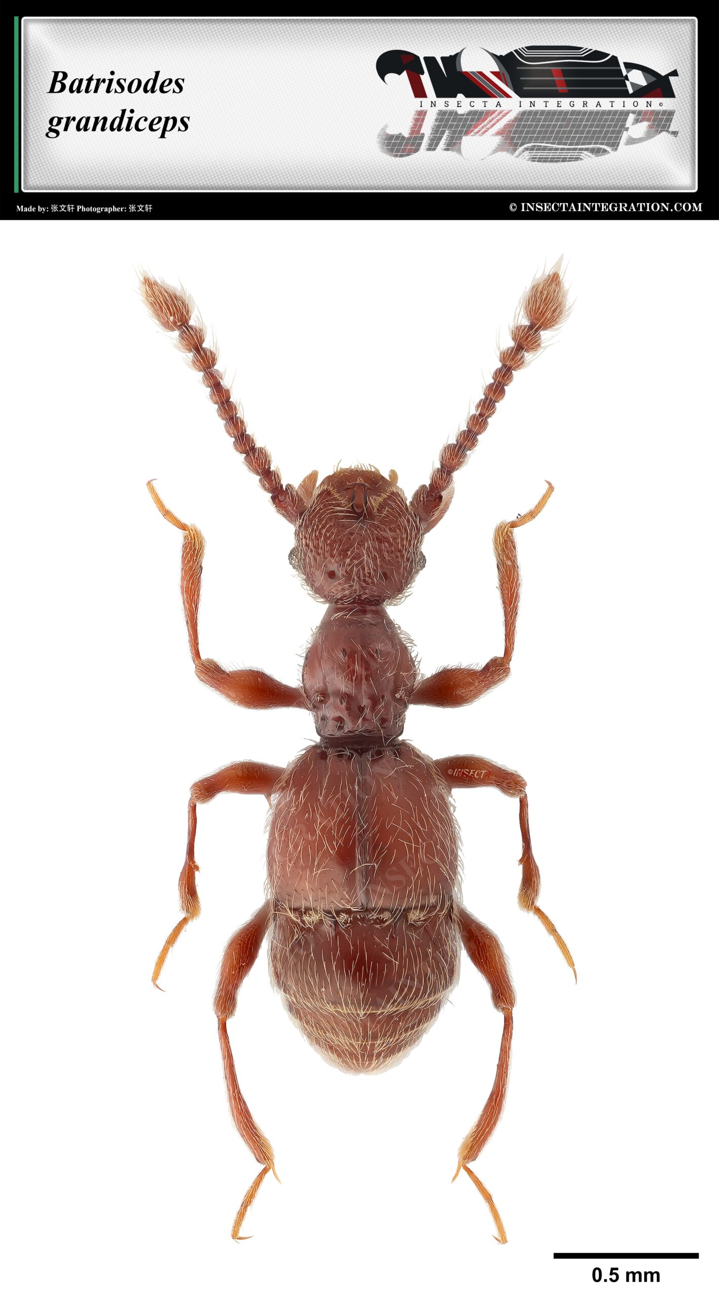 Read more about the article 巨首鬼蚁甲 Batrisodes grandiceps