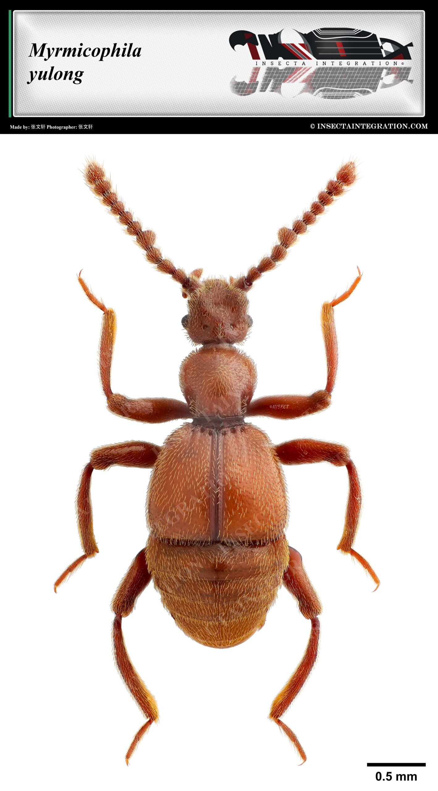 Read more about the article 玉龙梨蚁甲 Myrmicophila yulong