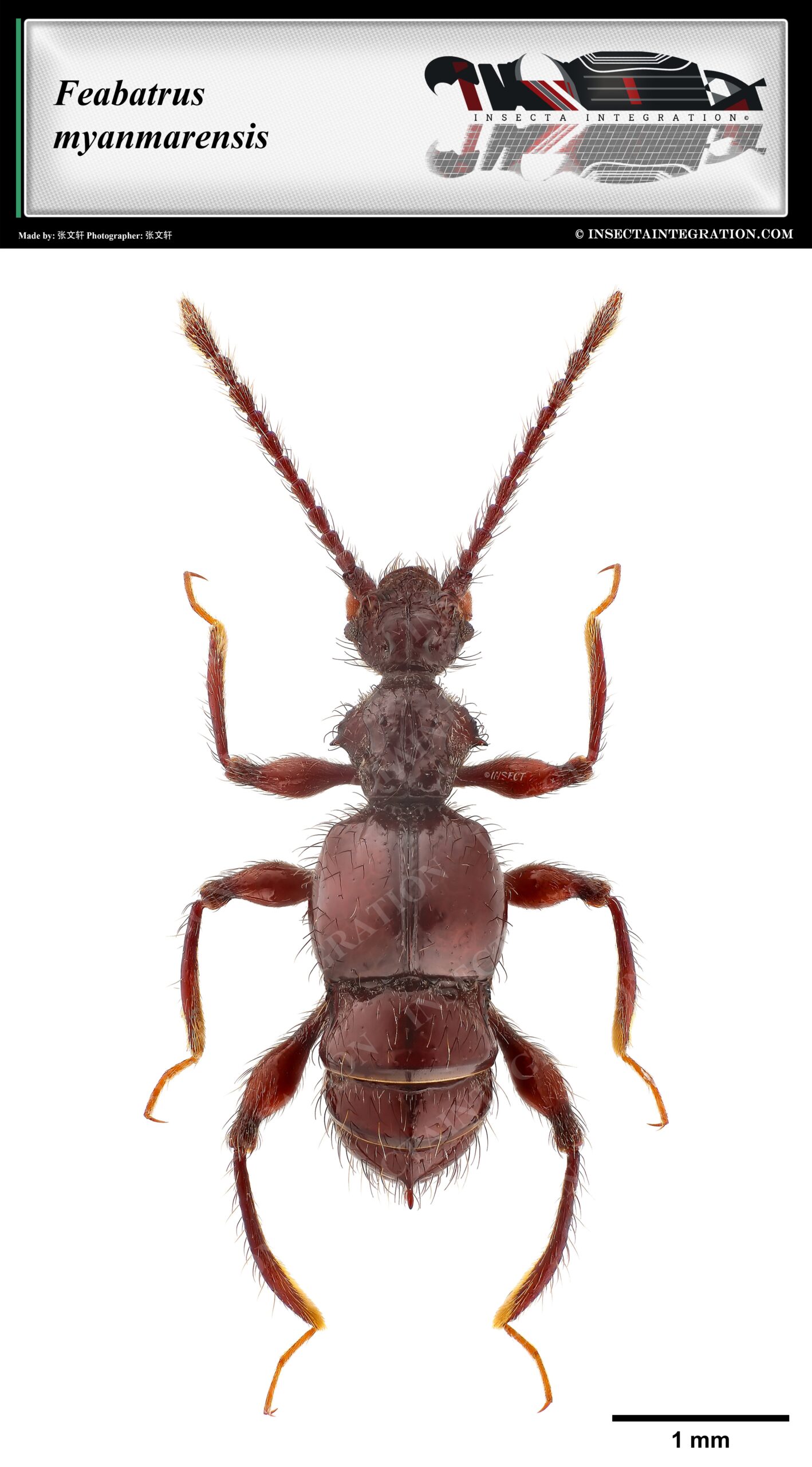 缅甸棘蚁甲 Feabatrus myanmarensis ♀ SI1 [D]