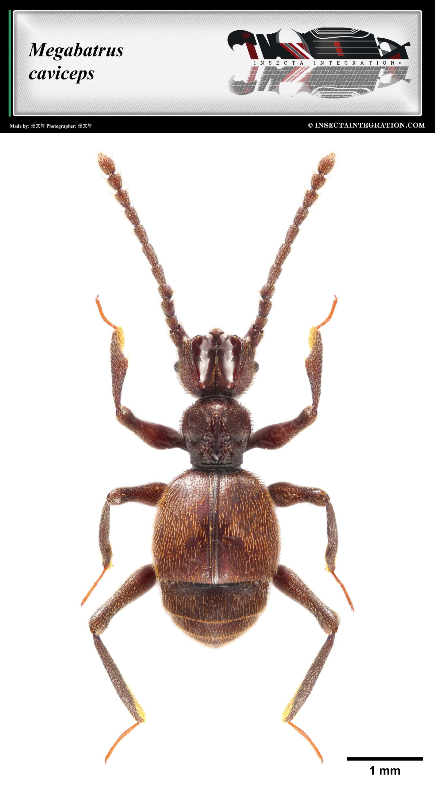 Read more about the article 陷首巨蚁甲 Megabatrus caviceps
