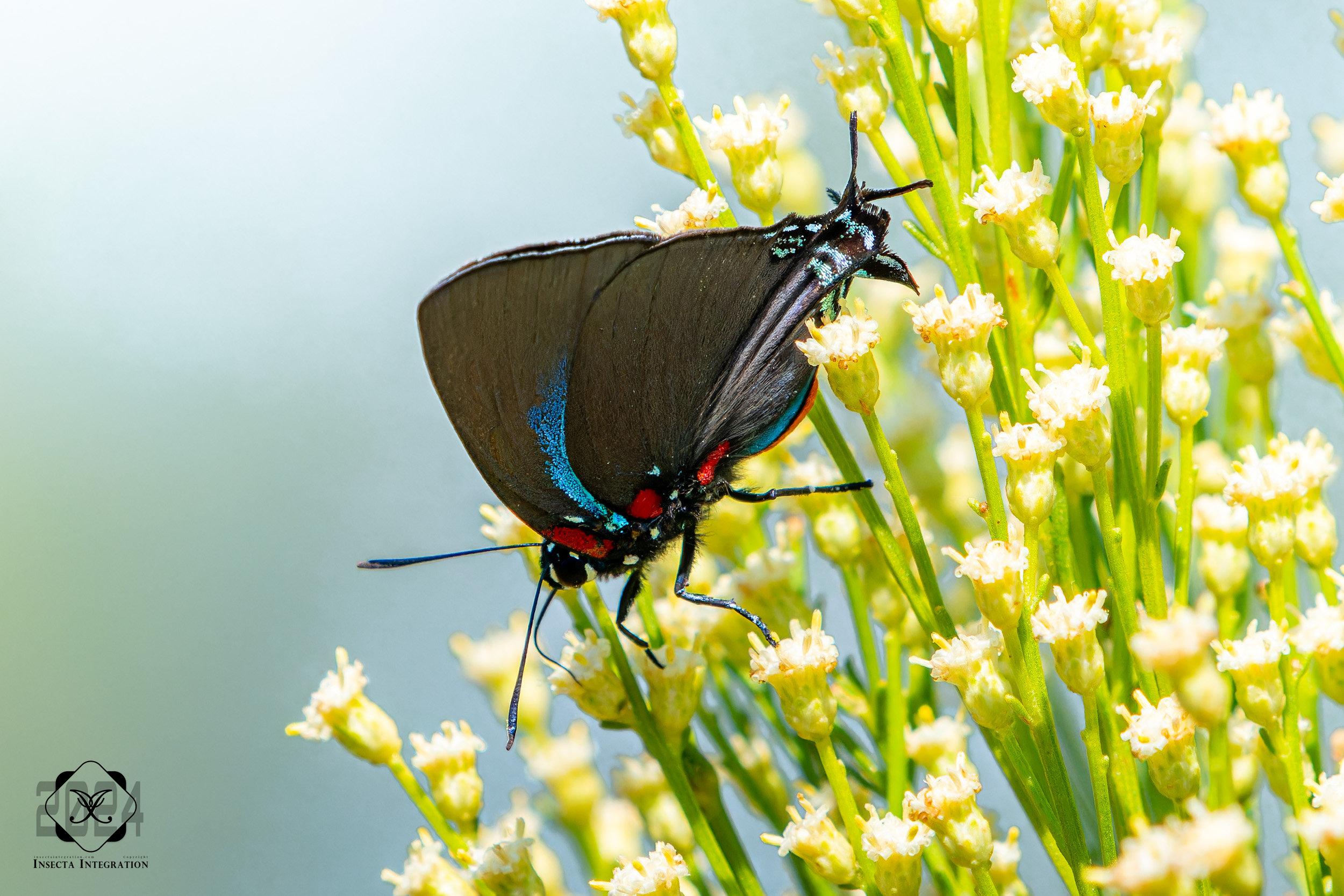 宝绿灰蝶 Atlides halesus – IISDW