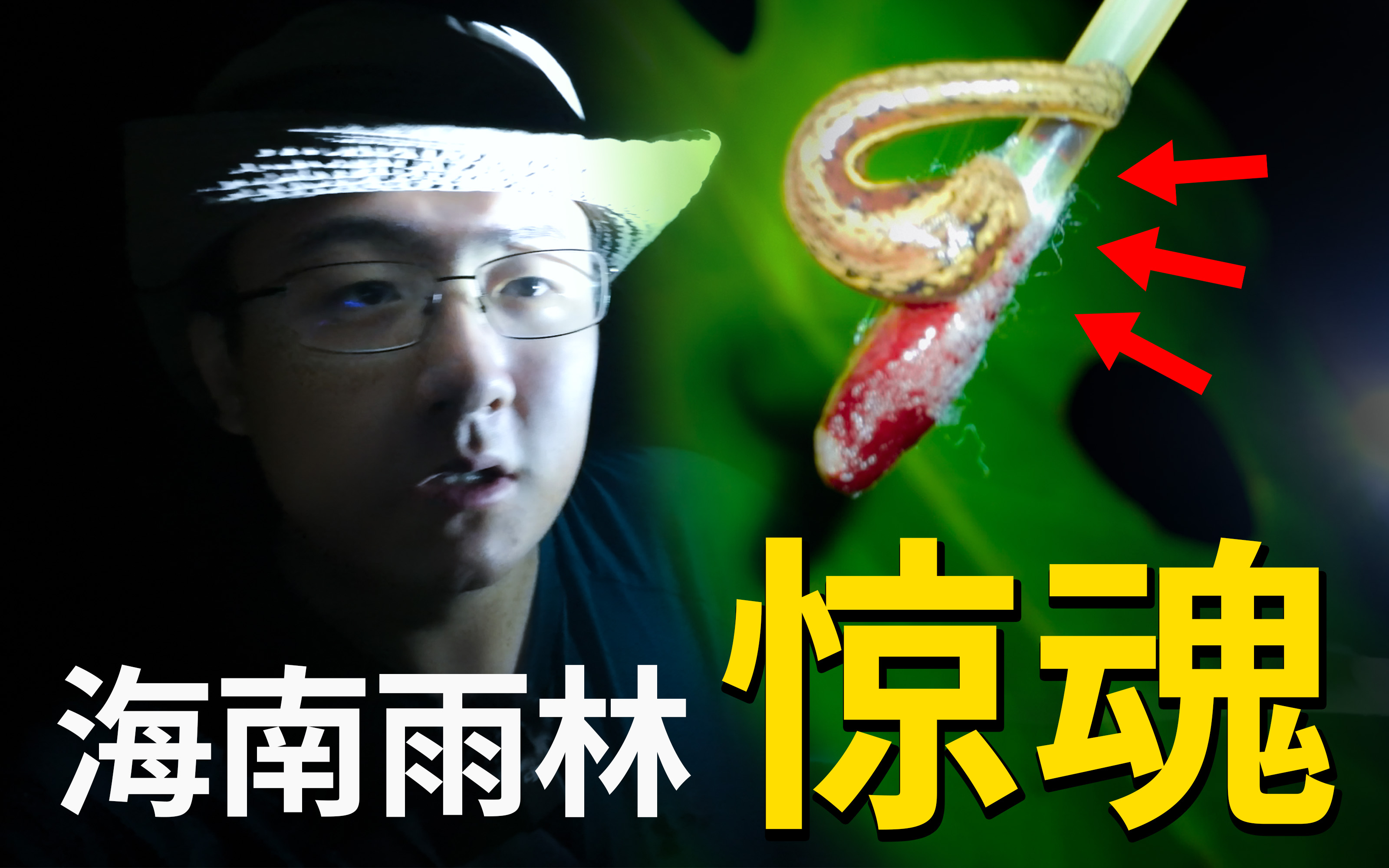 海南雨林中最恐怖的存在