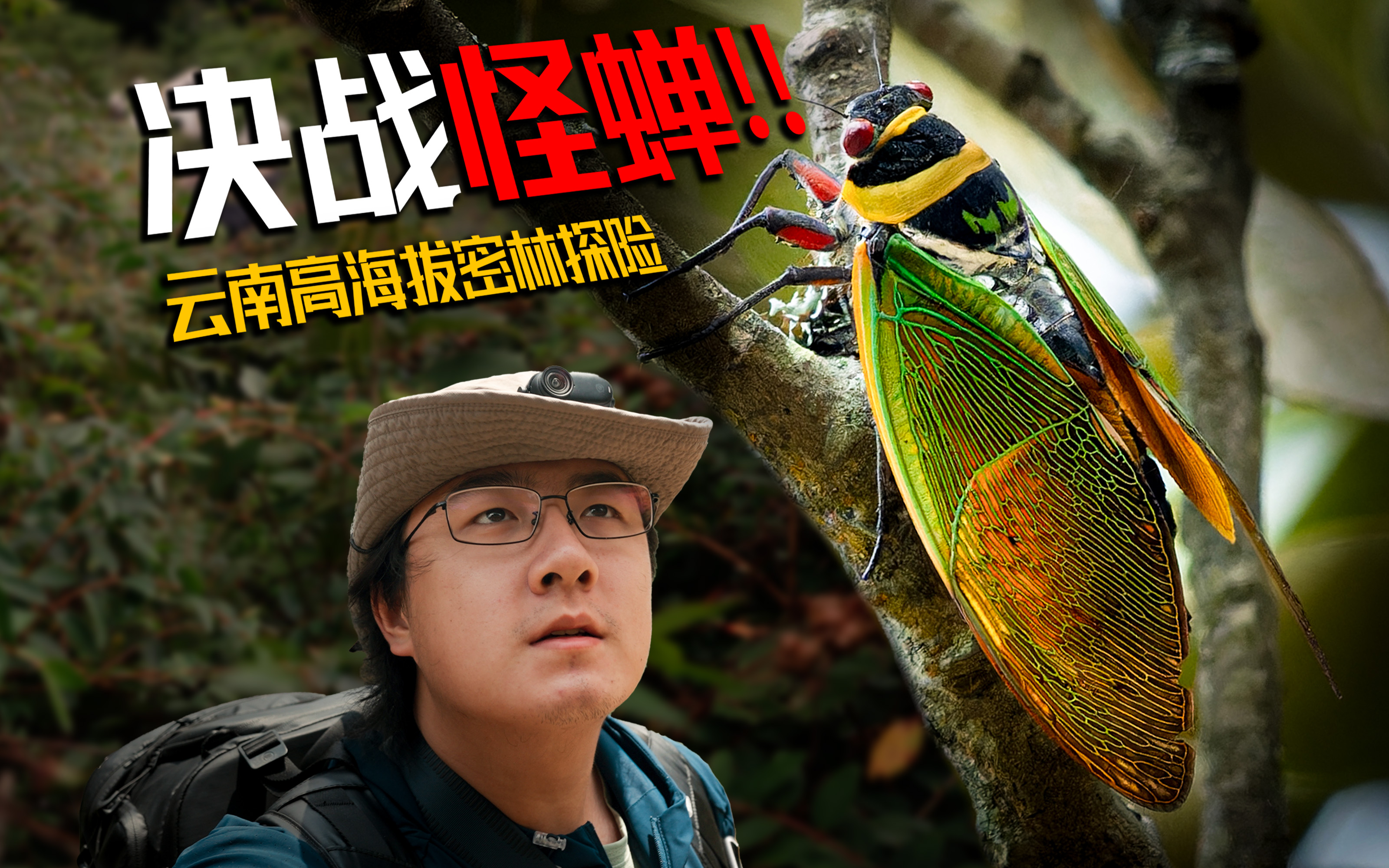 云南高海拔探险！见手青满地都是！