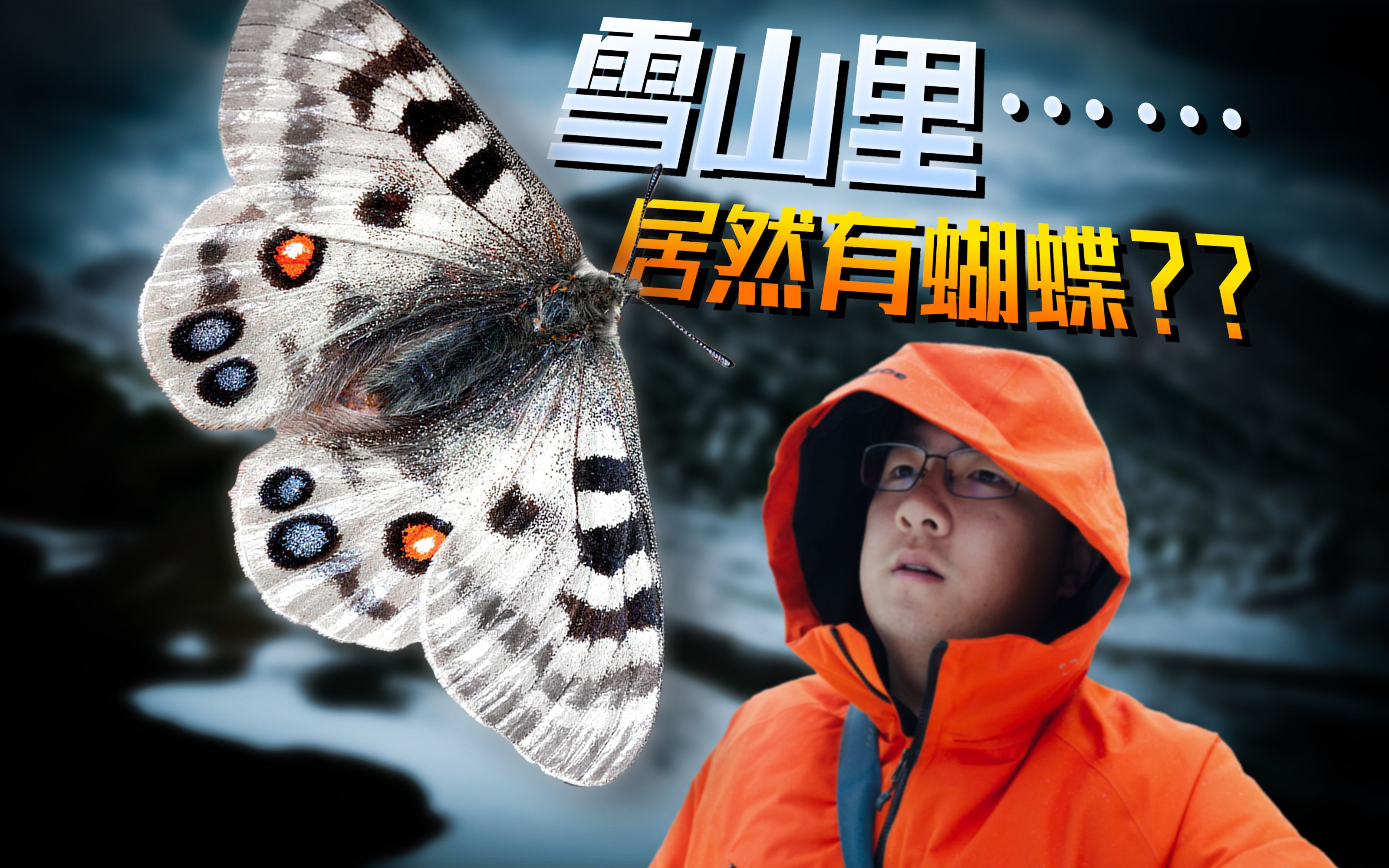 雪山上居然有蝴蝶？而且还是国家保护动物？？ - 副本