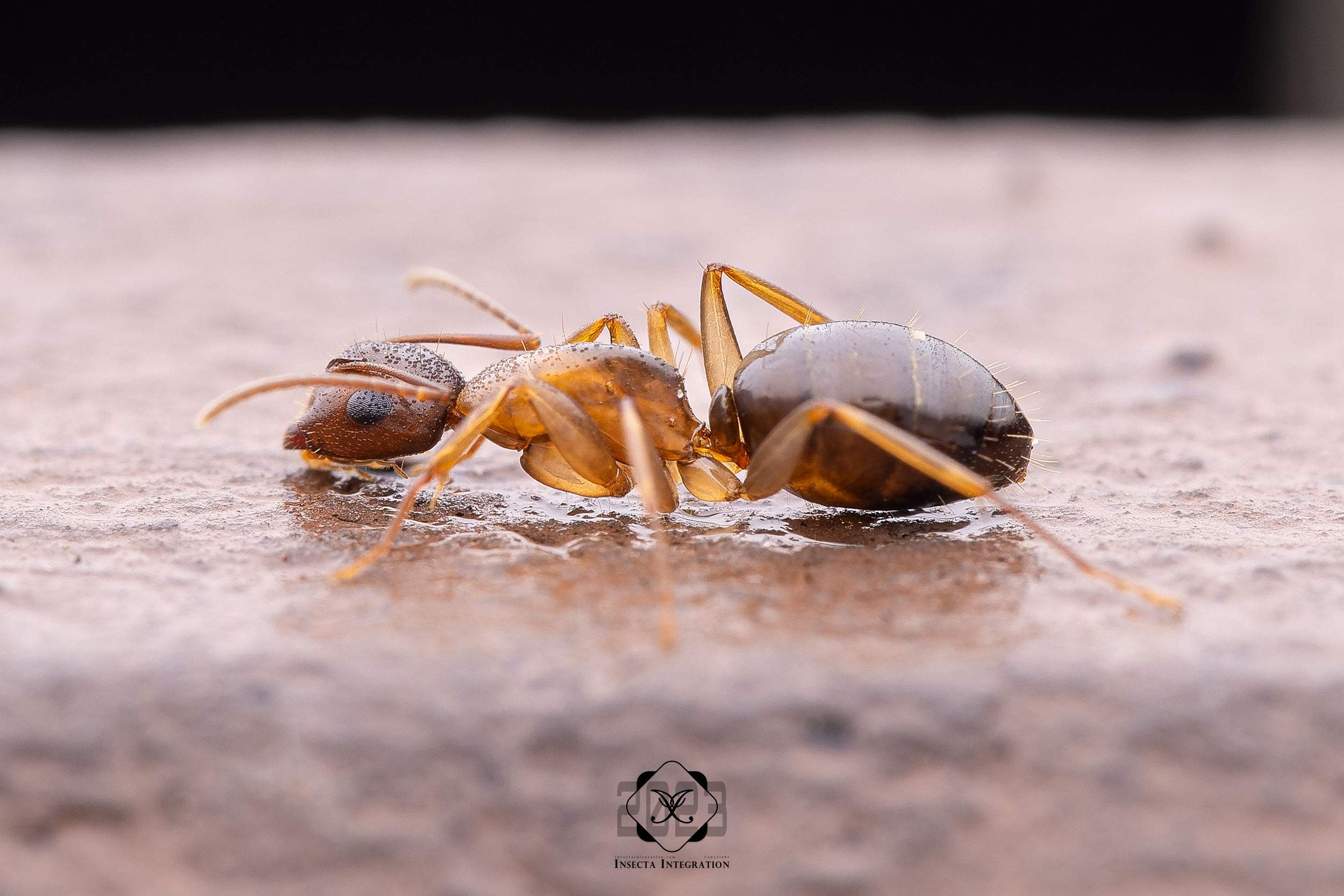 犹氏弓背蚁 Camponotus yogi – IISDW