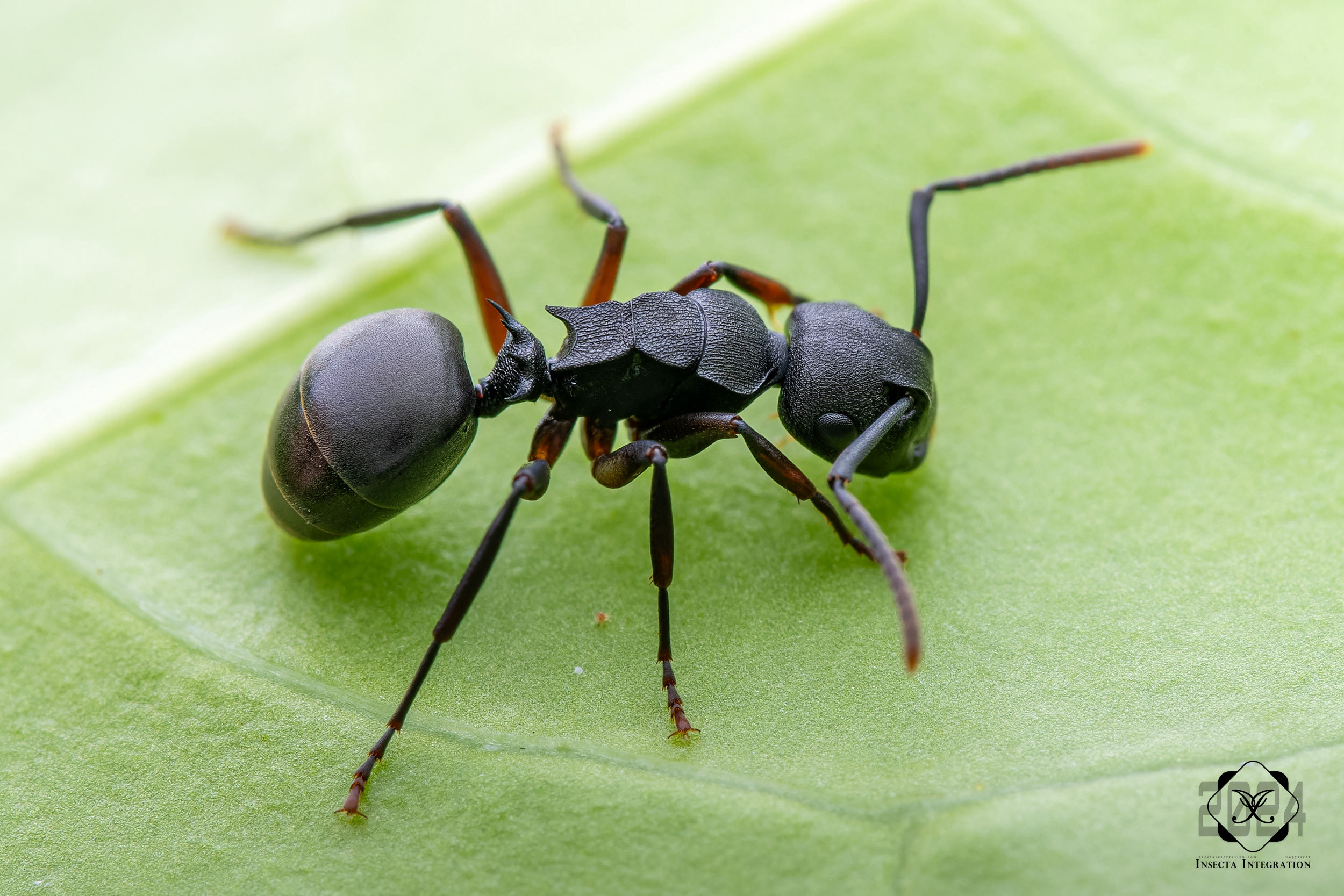 Read more about the article 四刺多刺蚁 Polyrhachis quadrispinosa