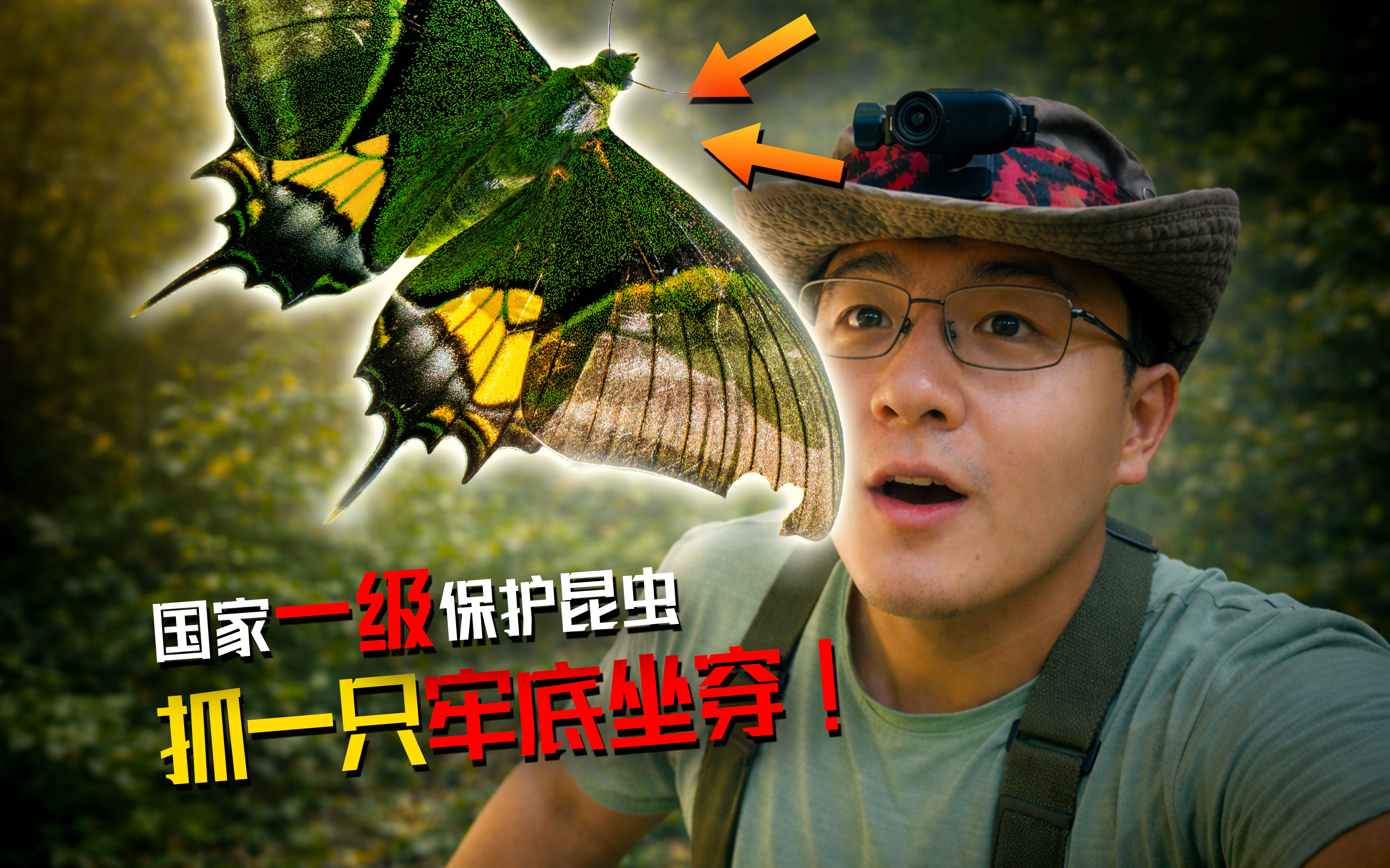 地昆虫界的大熊猫！寻找传说中的金斑喙凤蝶！！